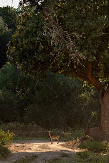 Mana River Camp Mana River Camp: Impala