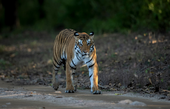 Meru Vann: Tiger auf Pirsch