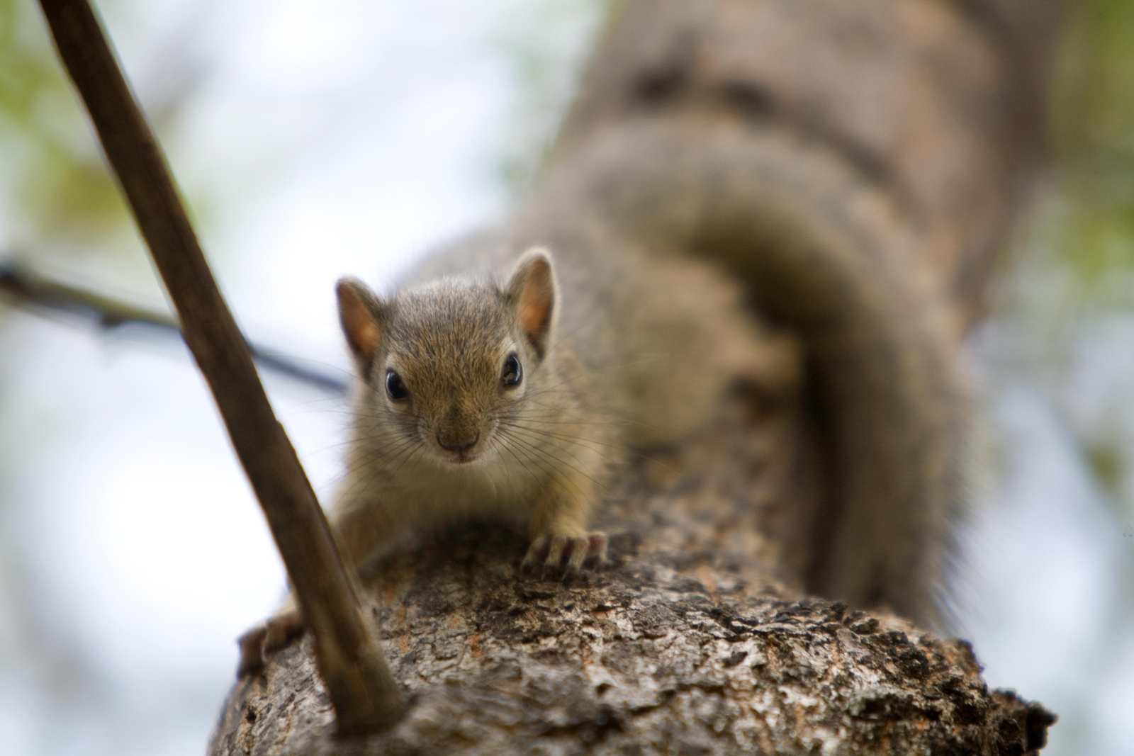 Mushara Game Drive Mushara Game Drive: Baumhörnchen