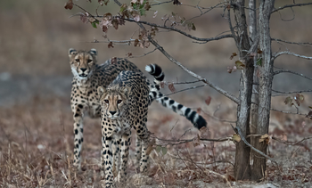 Nanzhila Plains Camp: Geparden