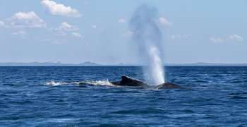 Nuarro Lodge: Walblas