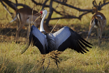 Okuti Camp: Klunkerkranich