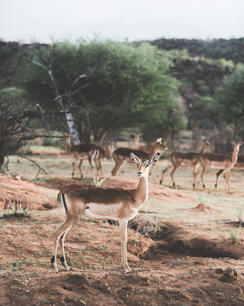 Old Traders Lodge: Impala