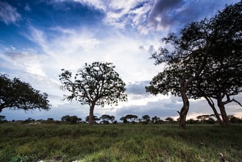 Oliver's Camp: Baumsavanne