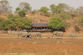Puku Ridge Camp: Elefanten vor dem Camp
