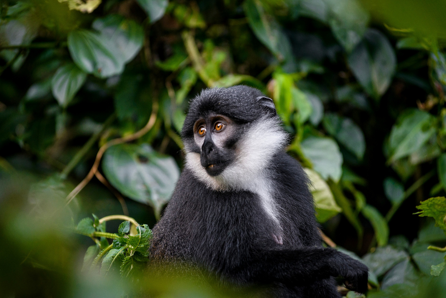 Sanctuary Gorilla Forest Camp