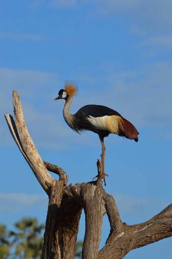 Saruni Samburu: Kronenkranich
