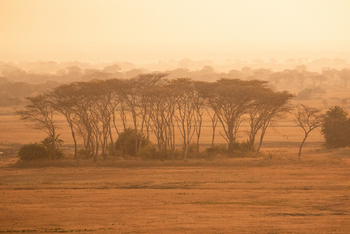 Shumba Camp Shumba Camp: Bauminsel