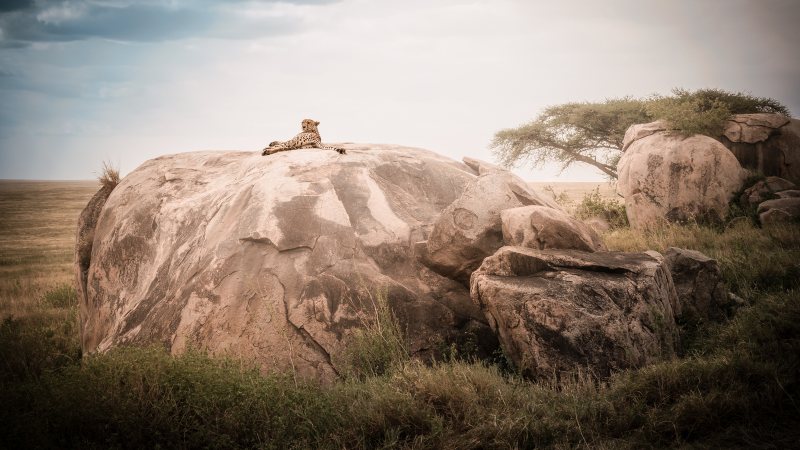 Siringit Serengeti Camp Siringit Serengeti Camp: Gepard