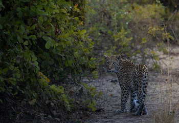 Sungani Lodge Sungani Lodge: Leopard