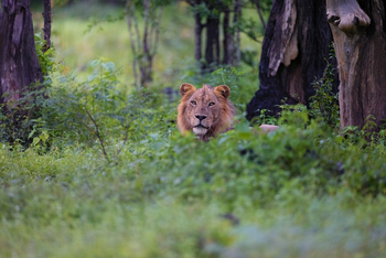 Sungani Lodge Sungani Lodge: Löwe