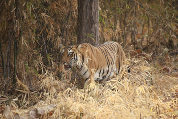 Svasara Jungle Lodge: T7 aka Choti Tara