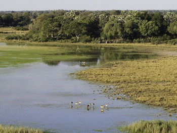 Tubu Tree Camp: Rote Moorantilopen vor dem Camp