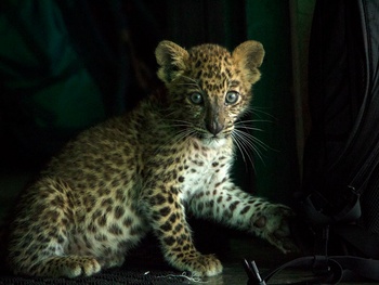 Vanghat: Leopardenbaby