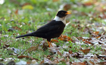 Vanghat: White-collared Blackbird