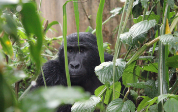 Volcanoes Bwindi Lodge: Ein Gorilla im Dickicht
