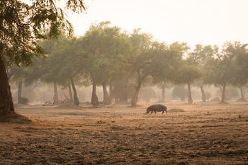Zambezi Expeditions: Hippo und Landschaft