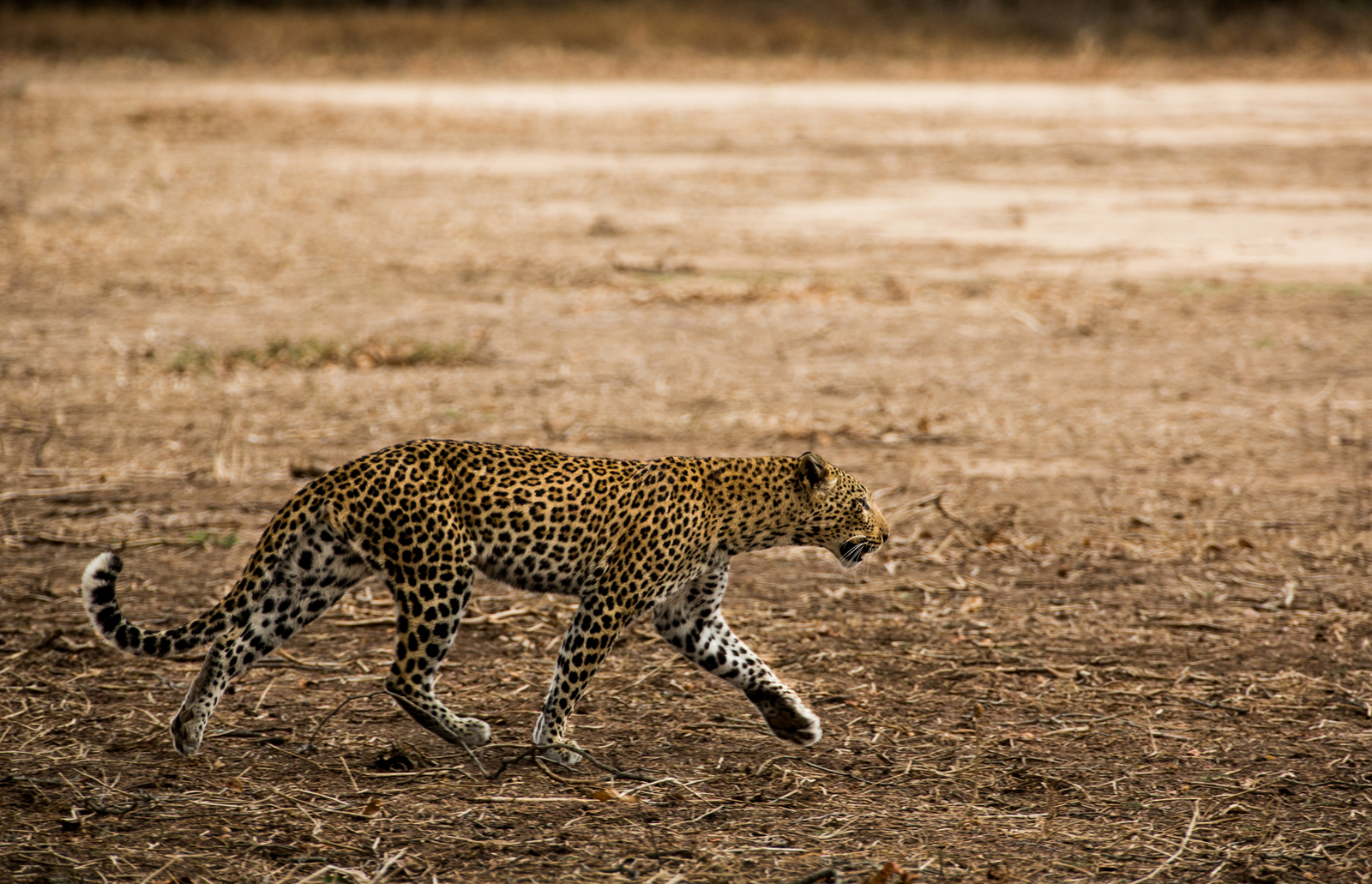 Amanzi Camp Amanzi Camp: Leopard