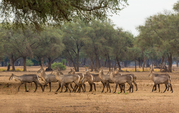 Amanzi Camp: Wasserböcke