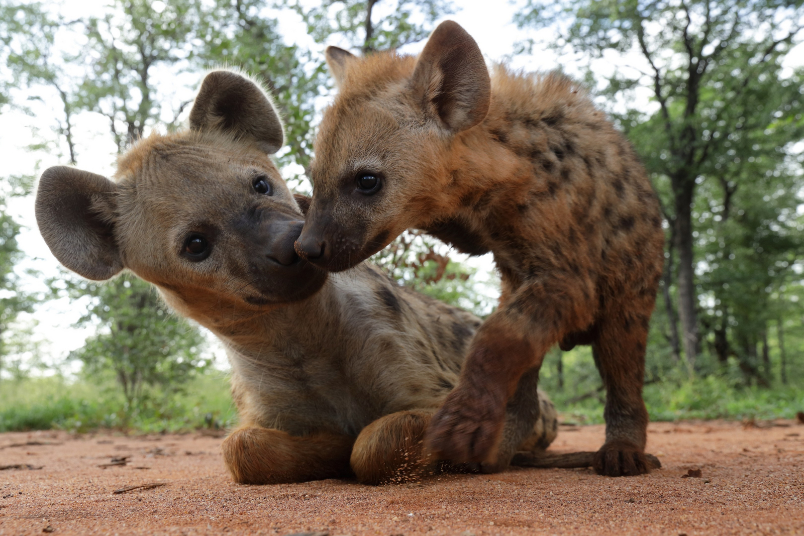 Cha Cha Metsi Camp Cha Cha Metsi Camp: Hyänenwelpe