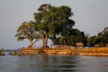 Chikwenya Camp Chikwenya Camp: Ufer mit Elefanten