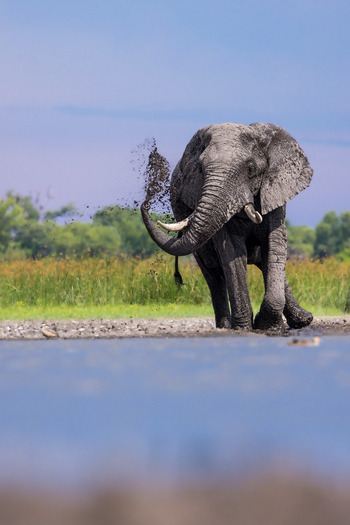 Daunara Safari Camp: Elefantenbulle