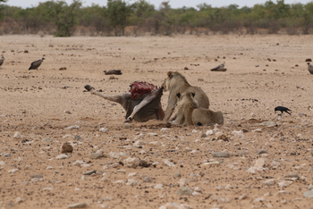 Dolomite Camp: Junge Löwen mit Eland