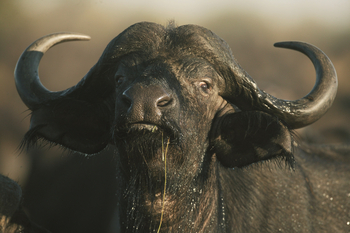 Duba Explorers Camp: Büffel in Großaufnahme
