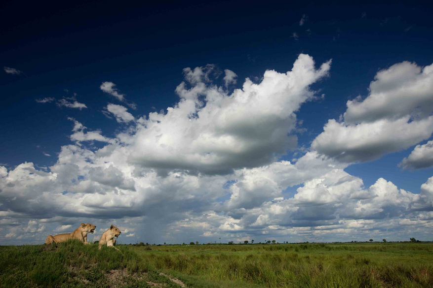Duba Plains Camp