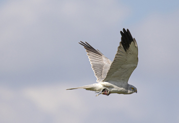 Elewana Loisaba Tented Camp: Augur Buzzard