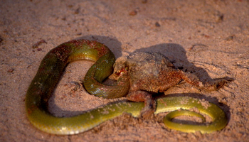 Emerald Tiger Retreat: Schlange und Kröte