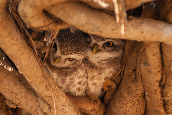 Flame of the Forest Safari Lodge: Spotted Owlets