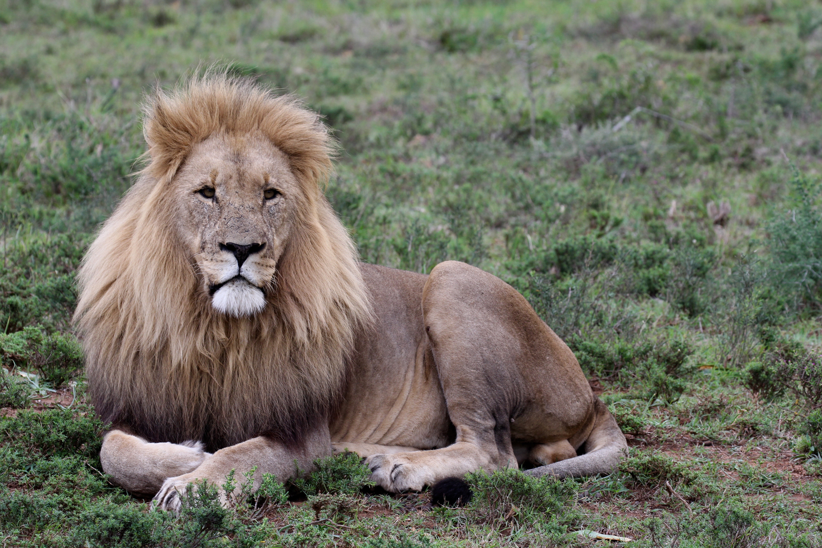 Founders Lodge by Mantis Founders Lodge by Mantis