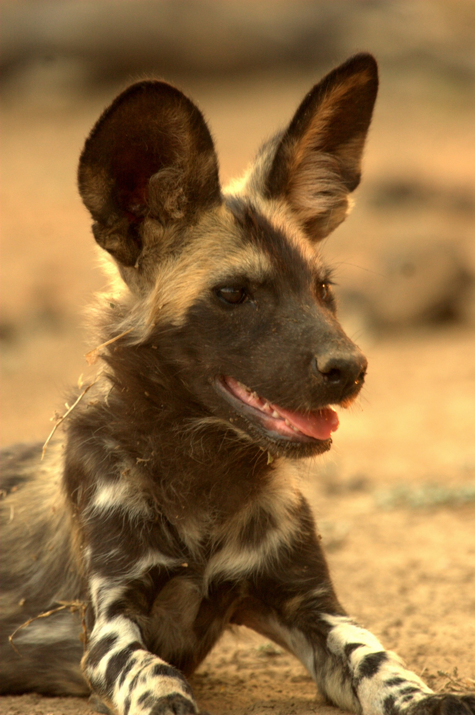 Goliath Tented Camp Goliath Tented Camp: Junger Wildhund