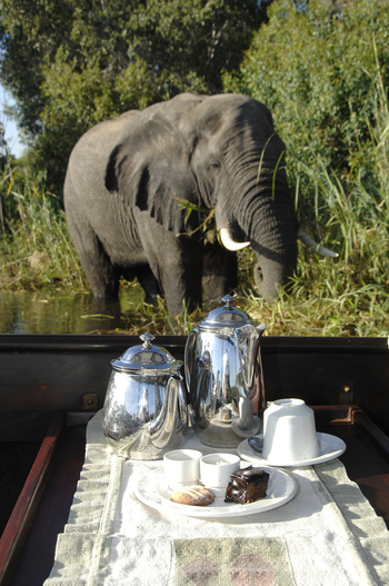 Ilala Lodge: Elefant am Sambesiufer