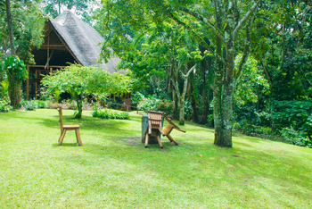 Kibale Forest Camp: Rasen