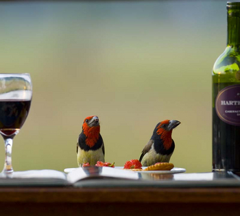 Lagoon Camp Lagoon Camp: Barbets