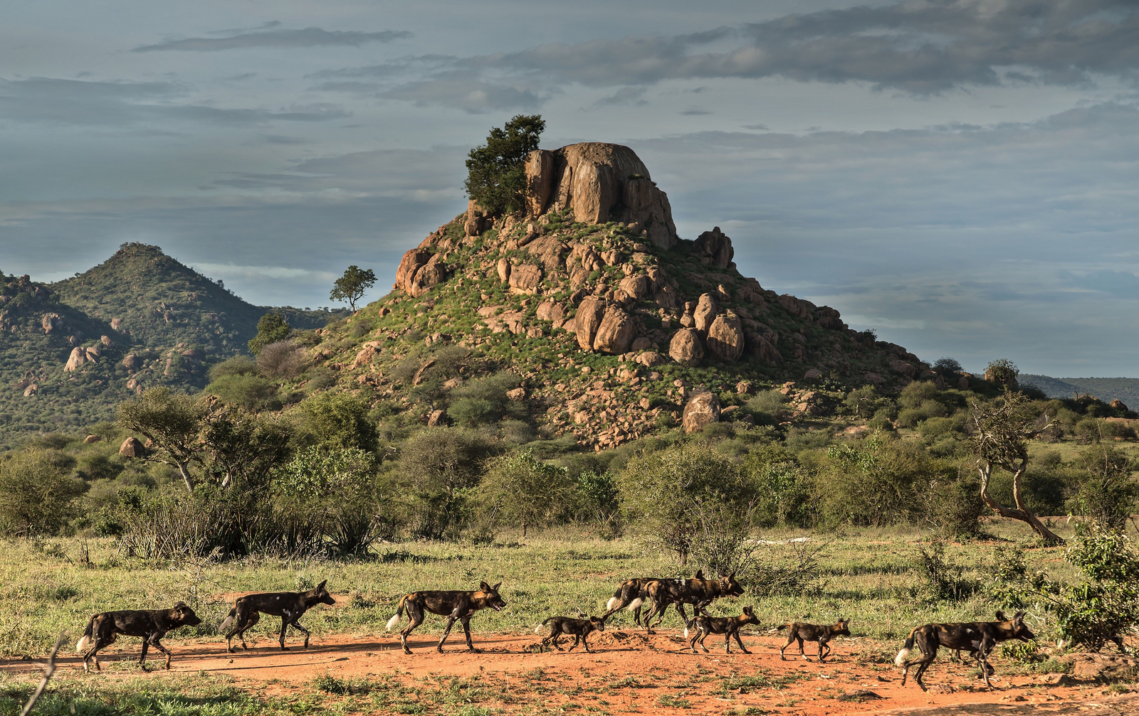 Laikipia Wilderness Camp Laikipia Wilderness Camp: Afrikanische Wildhunde und Landschaft