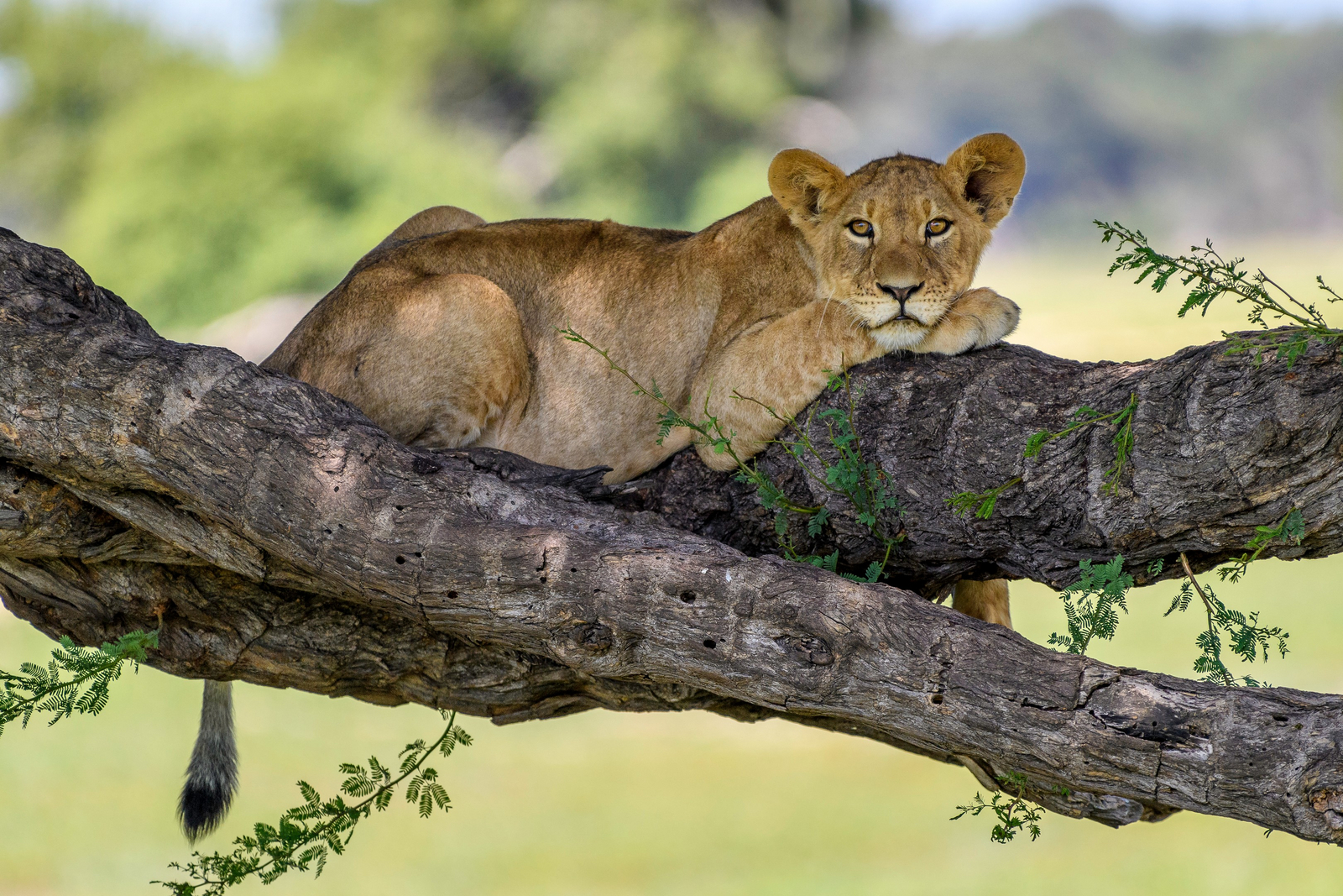 Linkwasha Camp Linkwasha Camp