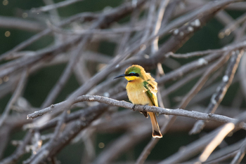 Mana River Camp Mana River Camp: Little Bee Eater