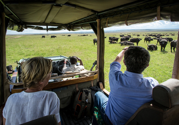 Mara Plains Camp: Büffel
