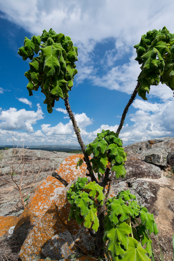 Mihingo Lodge: Lederkraut