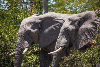 MmaTsebe Tented Camp: Elefanten