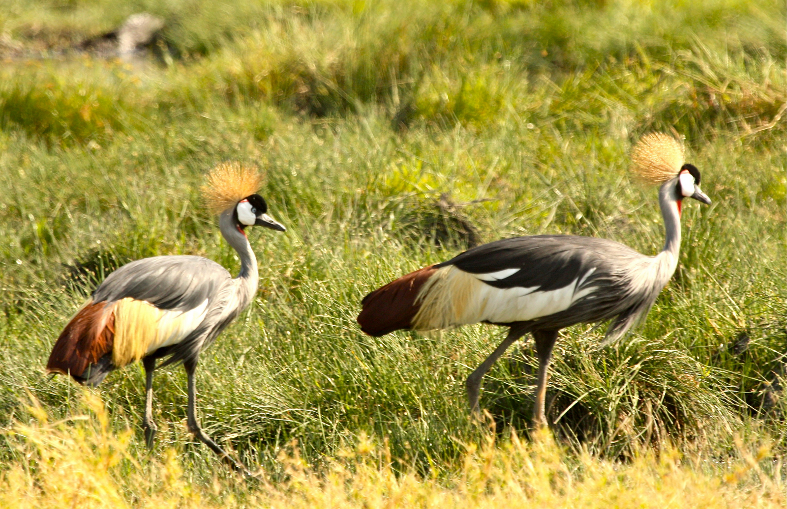 Mupamadzi Walking Safari Mupamadzi Walking Safari: Kronenkraniche