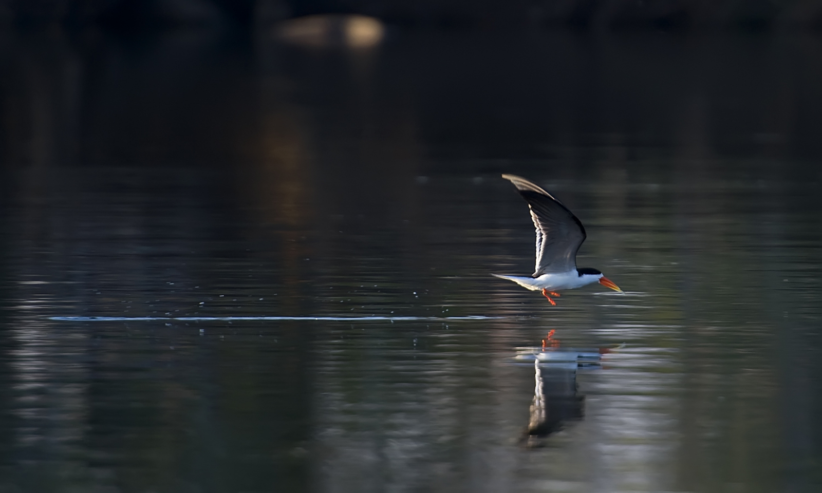 Musekese Camp Musekese Camp: African Skimmer