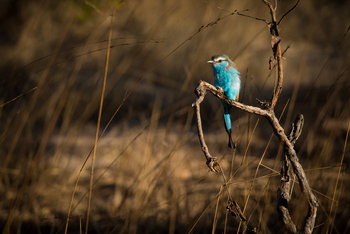 Ntemwa Busanga Bushcamp Ntemwa Busanga Bushcamp: Perching Racket-tailed Roller