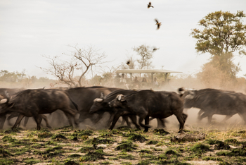 Okavango Explorers Camp Okavango Explorers Camp: Fliehende Büffel