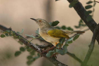 Ondudu Safari Lodge Ondudu Safari Lodge: Green-backed Camaroptera