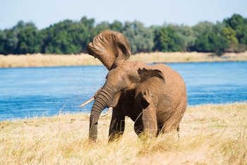 Royal Zambezi Lodge: Elefant schüttelt sich