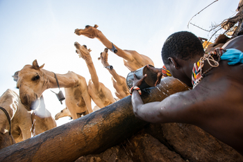 Saruni Rhino Camp: Kamele an ihrer Tränke